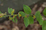 Autumn goldenrod 